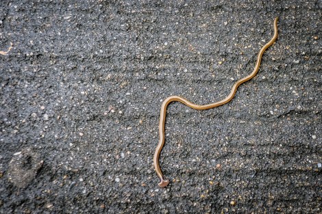Strange looking worm creature on the trail. Check out the flat head!