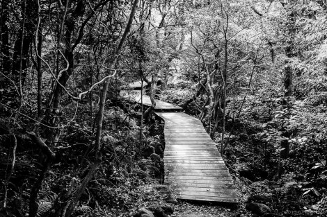 Through dense vegetation.