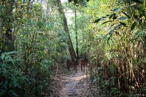 Section with bamboo forest.