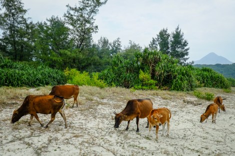 Feral cattle at Ham Tin beach