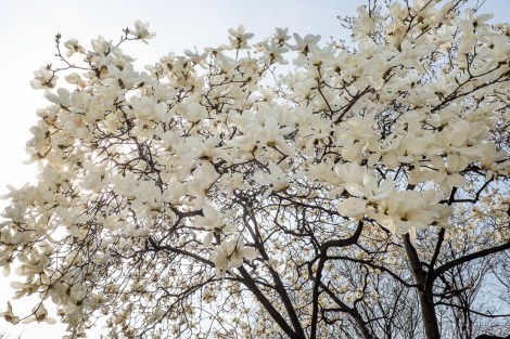 Trees in bloom everywhere.