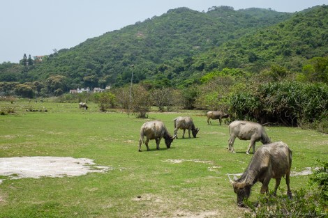 Feral cattle grazing at the village.
