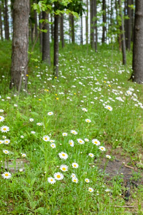 Sunset Villa Association