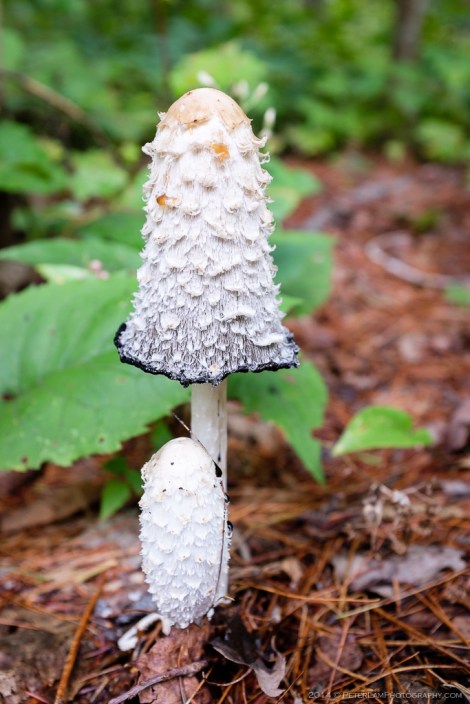 Chutes Coulonge Park