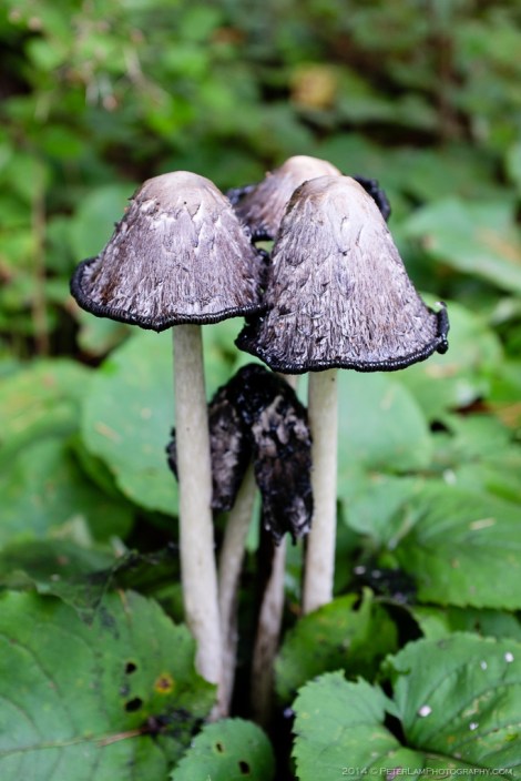 Chutes Coulonge Park