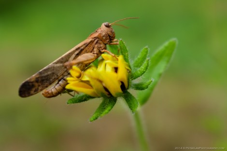 Chutes Coulonge Park