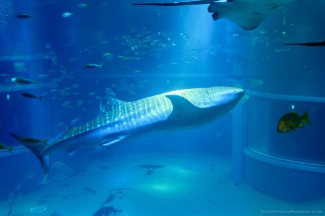 Osaka Aquarium