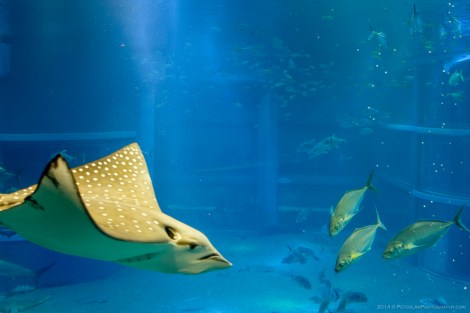 Osaka Aquarium