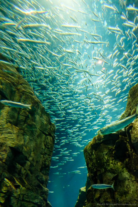 Osaka Aquarium