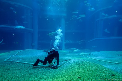 Osaka Aquarium