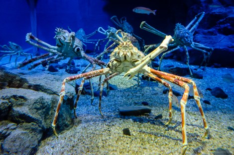 Osaka Aquarium