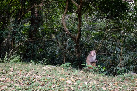 Shing Mun Reservoir