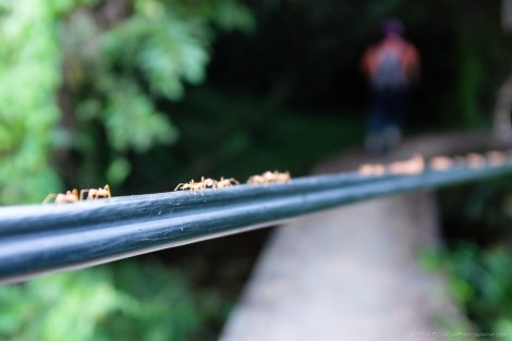 Plover Cove Country Park