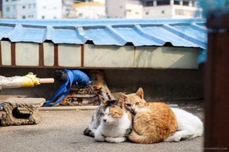 Gamcheon Culture Village