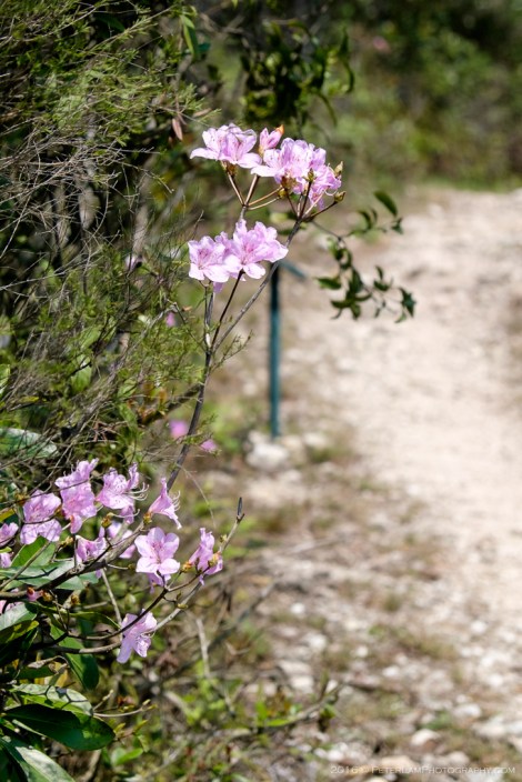 Plover Cove Country Trail