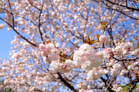 Toden Arakawa Streetcar