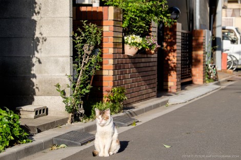 Toden Arakawa Streetcar