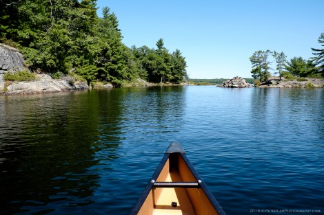 The Massasauga