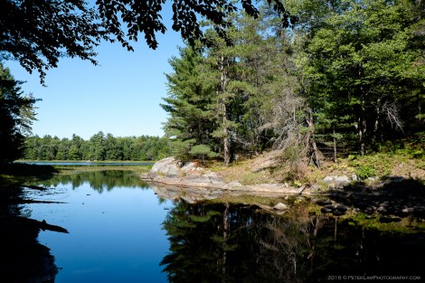 The Massasauga