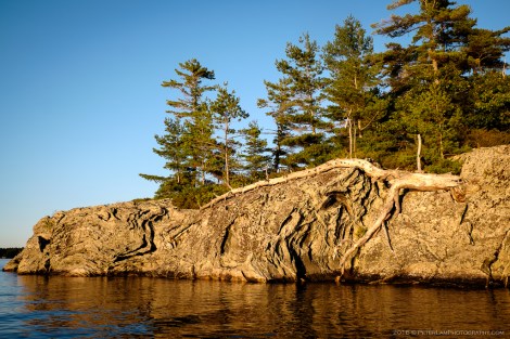 The Massasauga