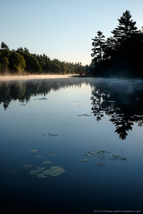 The Massasauga