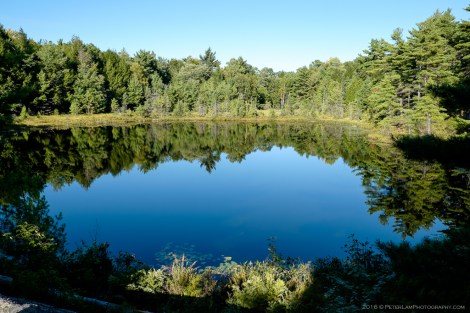 The Massasauga