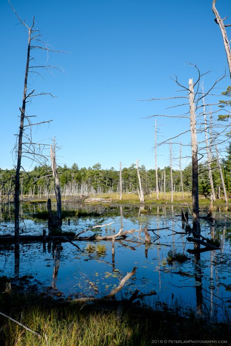 The Massasauga