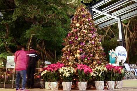 Stanley Christmas Market